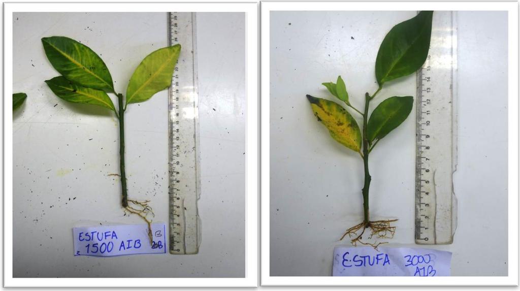 primavera e de plantas matrizes cultivadas em ambiente protegido tratadas