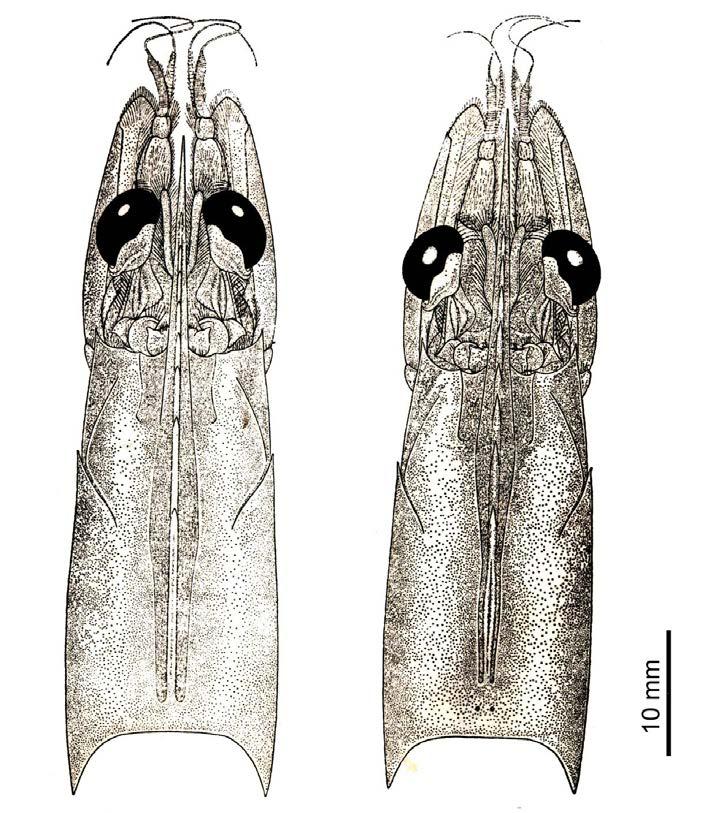 Farfantepenaeus brasiliensis ou F. paulensis Farfantepenaeus subtilis Figura 14. Comparação da morfologia da carapaça das espécies Farfantepenaeus brasiliensis e F.