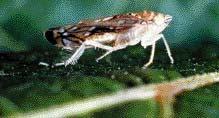 O insecto vector da Flavescência: