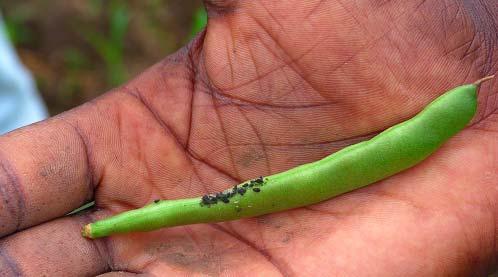 Vectores Bean golden mosaic Virus Afídeo preto do feijoeiro: Aphis faba Aphis cracívora Mosca branca Bemisia tabaci Alta incidência do