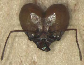 As Attini e sua associação com outros micro-organismos O sucesso da fungicultura pelas formigas Attini tem sido atribuído ao eficiente controle de parasitas microbianos dos jardins de fungos,