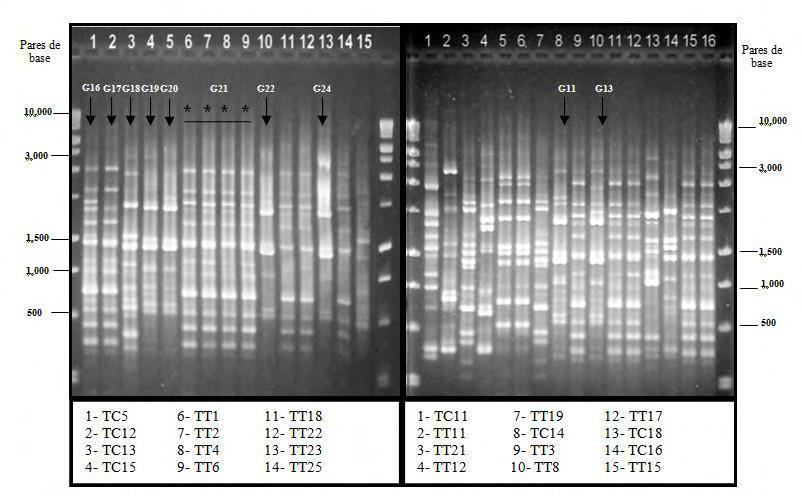 89 APÊNDICE C - MSP-PCR mostrando a variação de bandas presentes em estirpes isoladas de Cryptococcus laurentii As setas indicam os