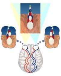 3 Neurofisiologia da Visão Durante o processo de evolução das espécies, houve um momento em que um grupo de animais passou a apresentar os dois olhos posicionados à frente da cabeça.