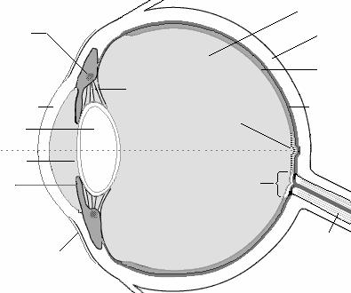 sinal é transformado em cada estágio seguinte do caminho visual, até chegarmos às células simples e complexas d o córtex visual primário, que têm papel fundamental na estereoscopia. 3.