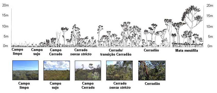 Figura 1. Principais fitofisionomias encontradas no bioma Cerrado. Modificada de Bitencourt et al. (1996).