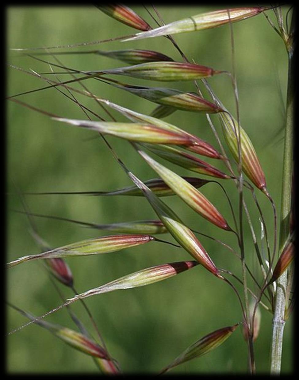 Avena strigosa