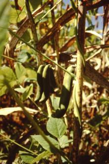 Origem Espécie de origem centro-americana, bastante cultivada em regiões quentes.