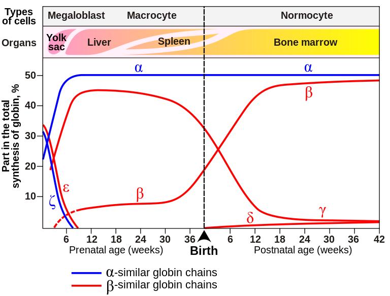 Figura 1. Síntese das várias cadeias globínicas na vida pré e pós-natal.