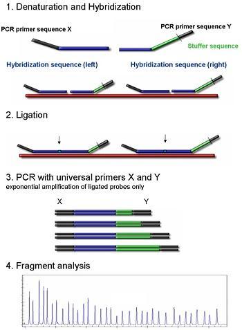 sim as sondas ligadas onde está incorporada a sequência complementar ao primer universal, o que permite utilizar um único par de primers para a amplificação, ao contrário dos PCRs multiplex
