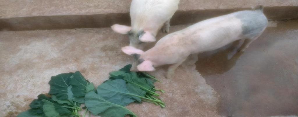 com relação a aceitabilidade pelos animais,