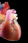 Quadro 3 Os estudos clínicos têm em grande parte, mas não de forma consistente, indicado que as doenças cardiovasculares (DCVs) e a mortalidade estão associadas à deficiência de vitamina D.