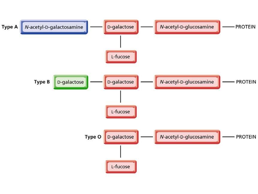 Os diversos tipos sanguíneos diferenciam-se pela porção oligossacárida das glicoproteínas na superfície dos