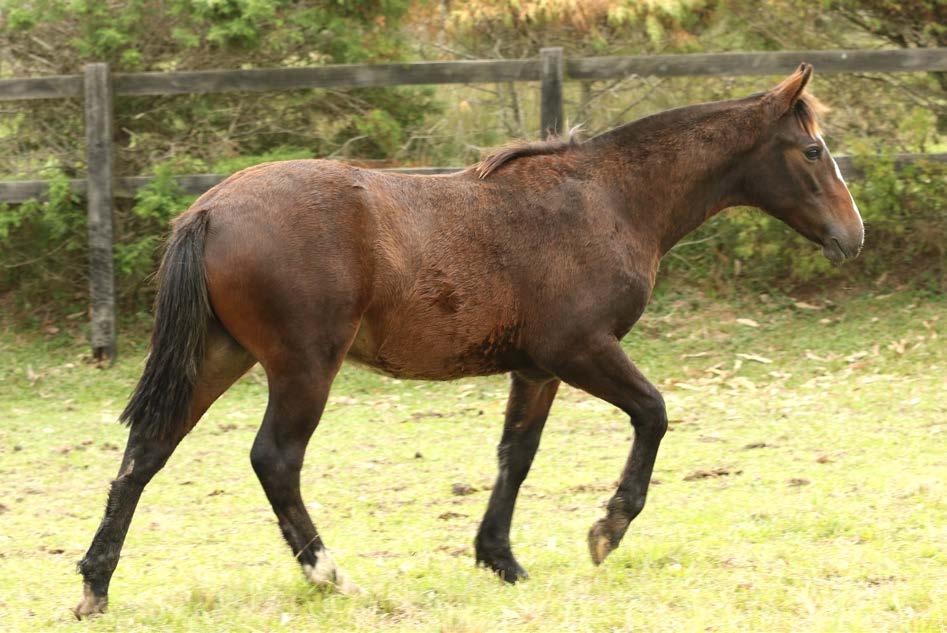 79 a venda vertical SJ Horizonte B507390 RP: 901 Zaina Colorada macho 11/09/2016 MARAGATO DOS ALPES SJ VIDA BUENA MARAGATO DOS ALPES SJ VIDA BUENA BT DELANTERO DANADA DA BOA