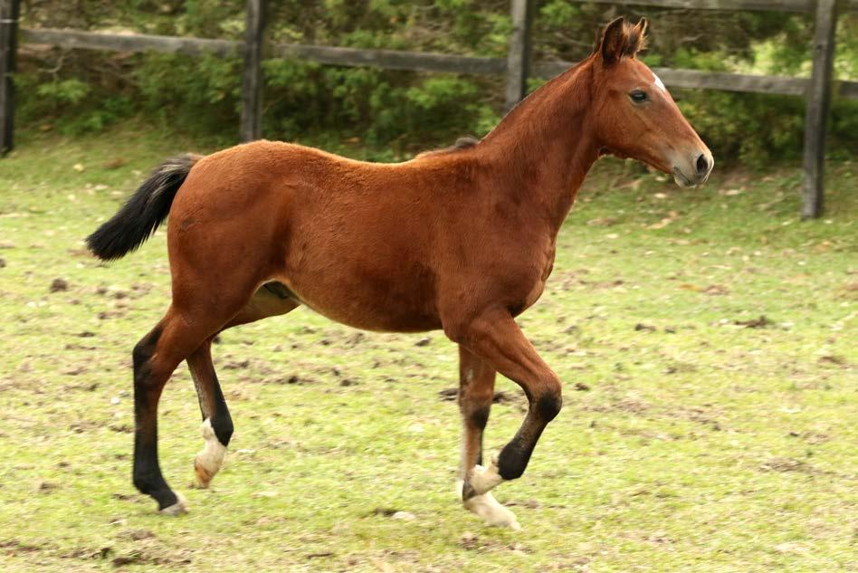 84 SJ Haragano RP: 922 colorada macho 01/01/2017 Capitão do Purunã SJ Xucra CAPITÃO DO PURUNÃ SJ XUCRA DEL OESTE MUTANTE VIÚVA DO PURUNÃ SJ