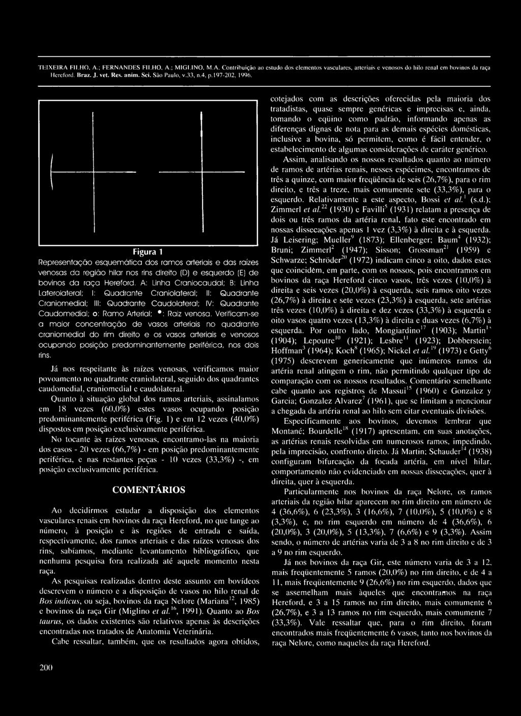 venosa, Verificam-se a m aior conce n tra çã o d e vasos arteriais no quadrante craniom edial d o rim direito e os vasos arteriais e venosos o cu p a n d o posição predom inantem ente periférica, nos