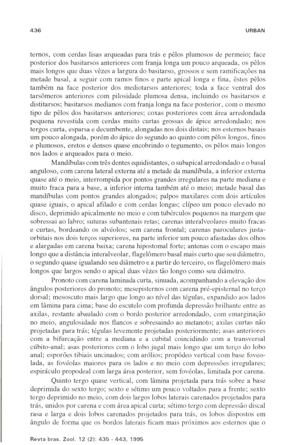 436 URBAN temos, com cerdas lisas arqueadas para trás e pêlos plumosos de permeio; face posterior dos basitarsos anteriores com franja longa um pouco arqueada, os pêlos mais longos que duas vêzes a