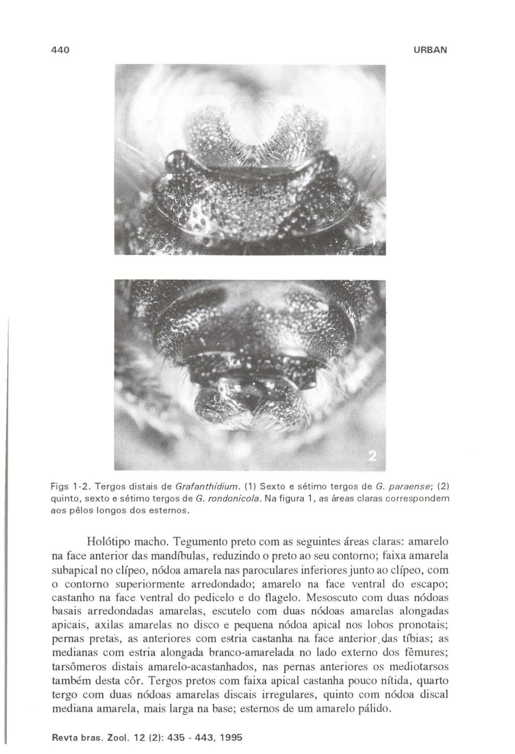 440 URBAN Figs 1-2. Tergos distais de Grafanthidium. (1) Sexto e sétimo tergos de G. paraense; (2) quinto, sexto e sétimo tergos de G. rondonico/a.