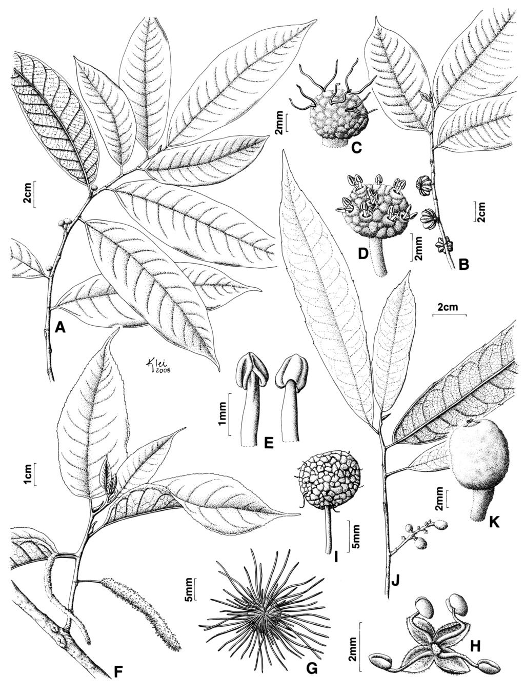 84 E. G. A. Martins & J. R. Pirani Fig. 4. A-E. Jgnkequv{nku"vqogpvquc. A. Ramo fértil. B. Detalhe de ramo frutífero. C. Inflorescência pistilada. D. Inflorescência estaminada. E. Vista ventral e dorsal do estame.