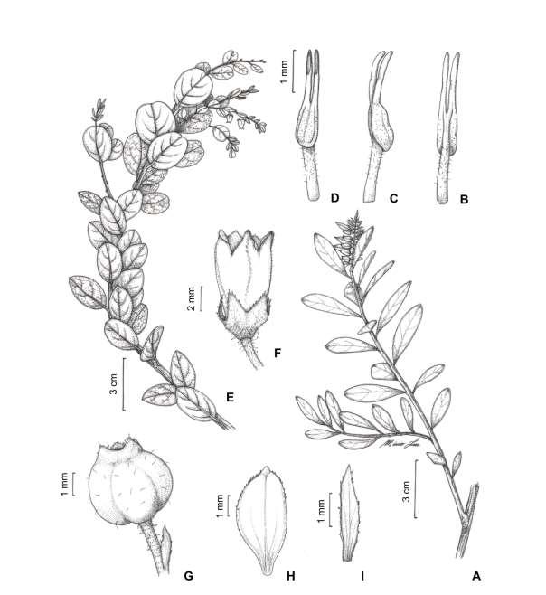 58 G.O. Romão & V. C. Souza Fig. 3 Gaylussacia. A-D. G. luizae (R.C. Forzza et al. 192): A. Ramo florido. B. Vista dorsal do estame. C. Vista lateral do estame. D.