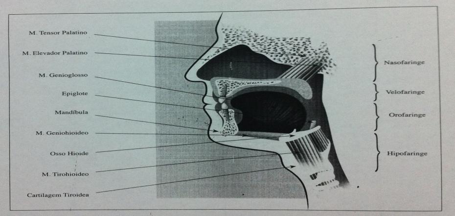 14 2.1.2 Anatomia da via aérea superior A faringe é um tubo ímpar, mediano, que pertence à via respiratória e alimentar.