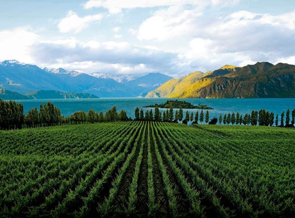 A New World Wines representa variadas vinícolas e marcas neozelandesas em seletos mercados internacionais.