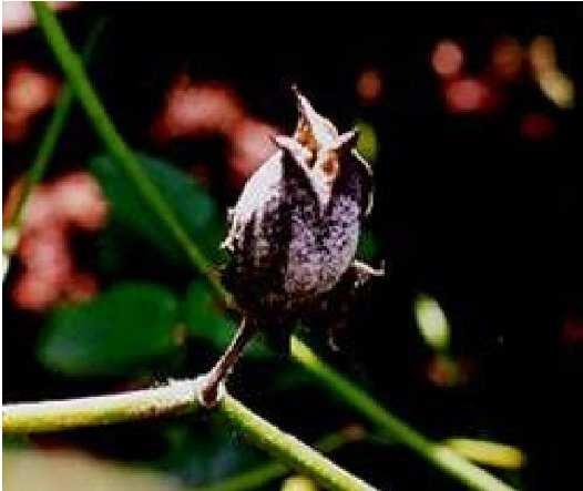 Coodetec 407, BRS 269 Buriti, BRS Camaçari e BRS Araçá Fungicidas químicos Estrubilurinas Alternância de I.A. Podridão de maçãs Xanthomonas axonopodis pv. malvacearum Fusarium spp.