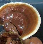 Ganoderma lucidum Source: Icons of Medicinal Fungi, Science Press, Beijing, China Red Reishi Fonte: BR BUSINESS Introdução O Ganoderma lucidum (do grego: ganos = brilho ; derma = pele ) é um cogumelo