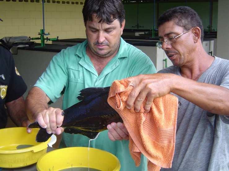 MANEJO GENÉTICO NA PRODUÇÃO