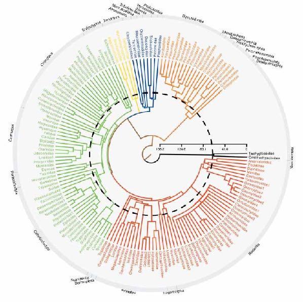 Diversidade dos mamíferos atuais super-árvore quase todas as espécies período de diversificação Eutheria entre 100 e 85 milhões de anos: