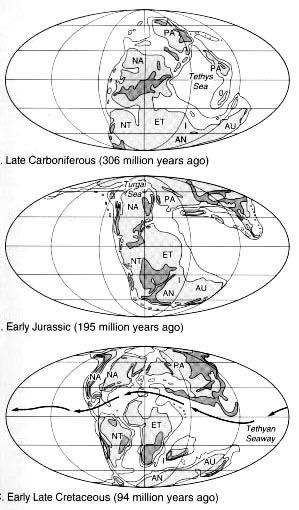 Diversidade dos mamíferos: zoogeografia