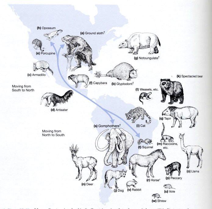 Diversidade dos mamíferos atuais - zoogeografia América do Sul/ do Norte 100 milhões de anos (meio do Mesozóico até final do Cenozóico) ístimo do Panamá 2,5