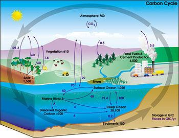 Ciclo do Carbono em Números: fluxos e reservatórios Atmosfera 750 Vegetação 610 5,5 Solo 1580 Biota marinha 3 92 90 Combustíveis fósseis: