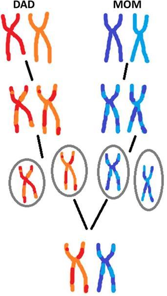 dos algoritmos estão enraizados na teoria neodarwinista da evolução; Tal teoria propõe que uma população de indivíduos com capacidade de reprodução e sujeitos a variação genética seguido