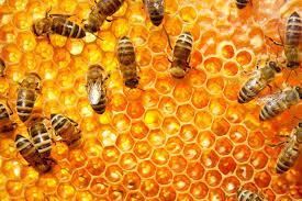 de agentes capazes de interagir: Enxame de abelhas;