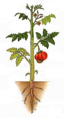 Soluções nutritivas Hoagland & Arnon (1950) formularam uma solução nutritiva a partir da composição elementar de um tomateiro. Planta cultivada em vaso de 18L com troca semanal de solução.
