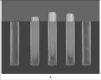 Foram utilizados dentes incisivos de bovinos, com idade média de três anos, extraídos imediatamente após o abate.