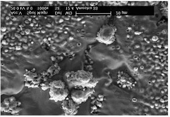 micrografias de figura 4.18, que evidenciam a eficiência no fechamento dos poros durante a sinterização na configuração cátodo (Figura 4.18 (b)). (a) (b) (c) FIGURA 4.