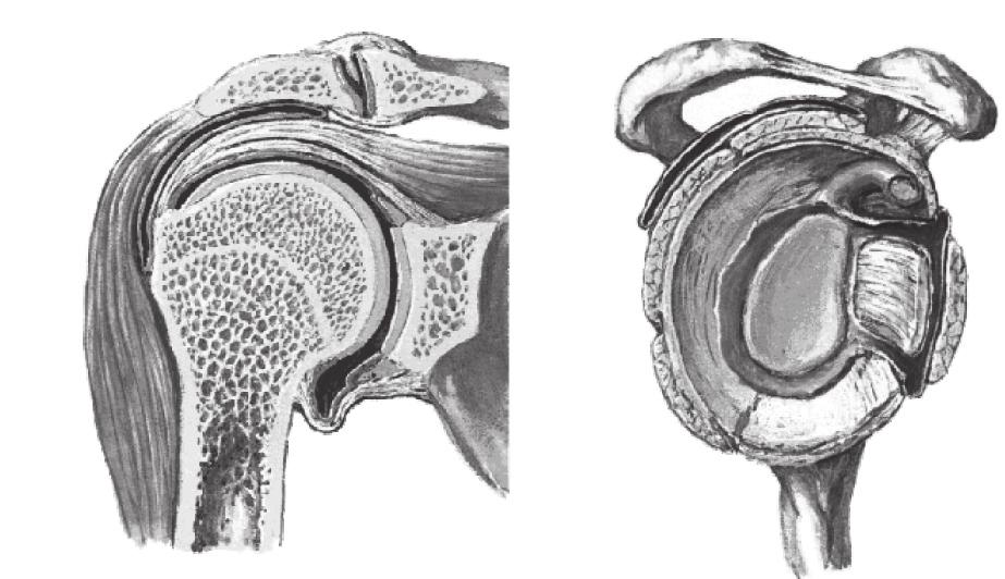 Comparação dos exames complementares no diagnóstico das lesões do manguito rotador 425 Anexo 1. Protocolo do serviço de cirurgia do ombro e cotovelo.