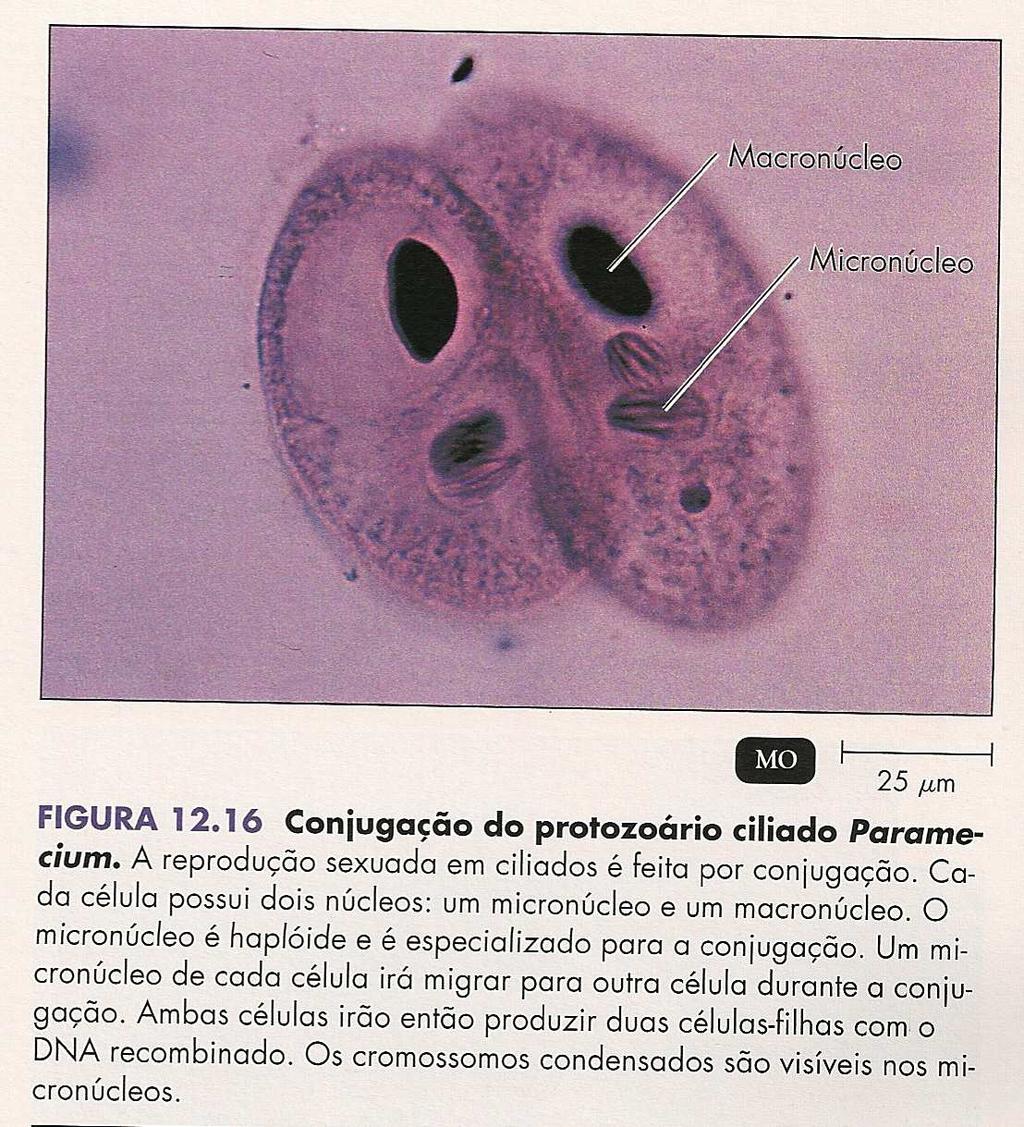 Podem desenvolver relações: Comensalismo: Entamoeba coli, protozoário comensal que pode ser encontrado no intestino humano sem causar dano para o hospedeiro Mutualismo: Trichonympha collaris, vive no