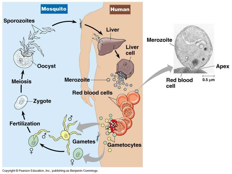 Protozoários Classificação Protozoa Eucarioto Unicelular Sarcomastigophora Locomoção por pseudópodes e/ou flagelos Apicomplexa Deslizamento Ciclo Intracelular reprodução sexuada e assexuada Complexo