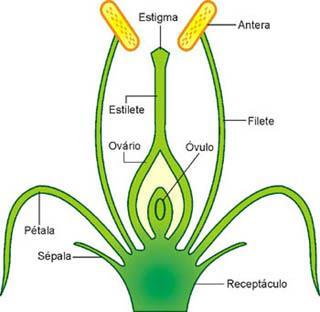 Questão 18 Sobre a estrutura floral das Angiospermas responda: Com base em seu conhecimento indique qual parte da flor ao lado tem a função de receber o grão de pólen no fenômeno de polinização: a)