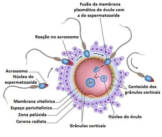 Fecundação Fusão do