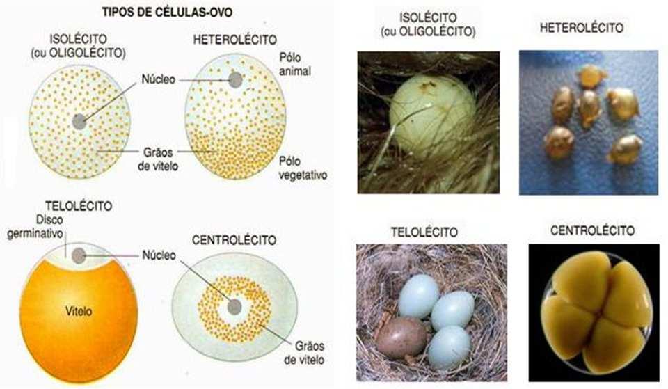 Vitelo Substância de reserva