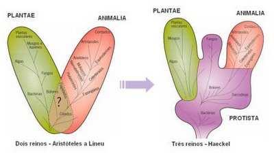 1 ª classificação (Aristóteles) Reino Animal Reino Vegetal 2 ª classificação (Haeckel,