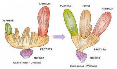 3 ª classificação (Copeland, 1956) Reino Animal Reino Vegetal Reino Protista Reino Monera (bactérias e cianobactérias)