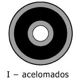 Nos anelídeos, a hemoglobina está localizada: a) nas plaquetas. b) no líquido intersticial c) no plasma. d) nos corpúsculos. e) nos glóbulos vermelhos.