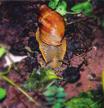 (Cornu) aspersa (Müller, 1774) (Fig. 10) Fig. 9: Tree snail Cyclodontina catharinae (Pfeiffer, 1856) ) in your forest habitat in Santa Catarina State (Photo: Agudo-Padrón).