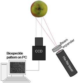 Análise de imagens de sementes por tecnologia a laser (Biospeckle) Avaliação de semente de milho por tecnologia a