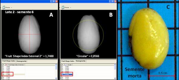tamanho das sementes Construção da imagem da semente Curva de embebição (monitoramento) Taxa de crescimento da