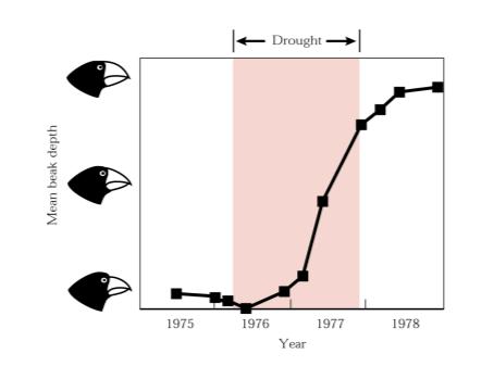 Tentilhões de Darwin: (primeiro postulado de Darwin: ambiente restritivo) Seca